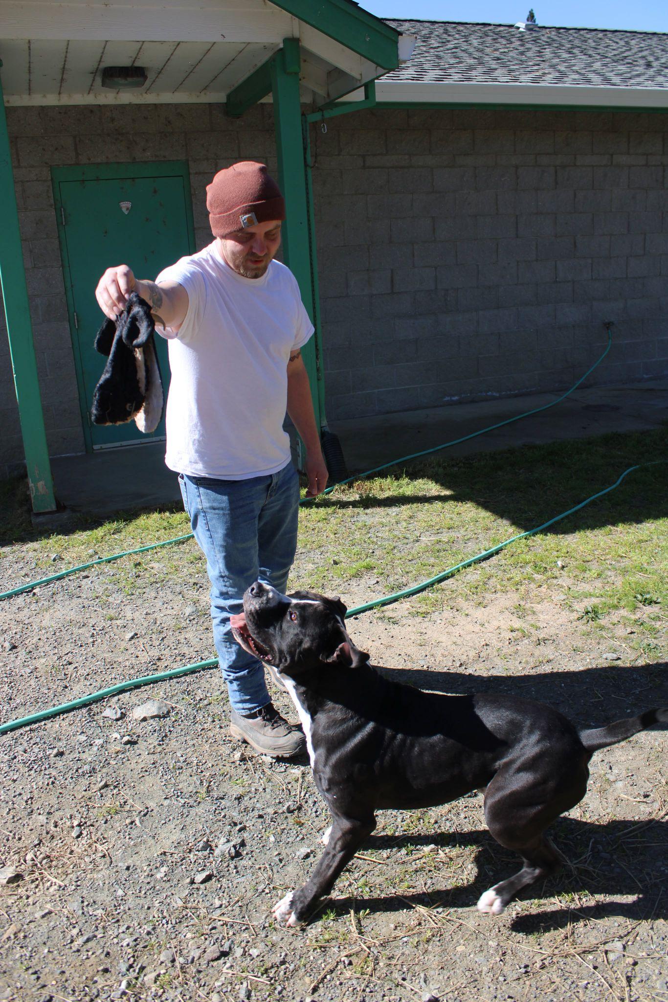Enlarge Wrench, a ADOPTABLE mixed breed in Weaverville, CA image 4/5