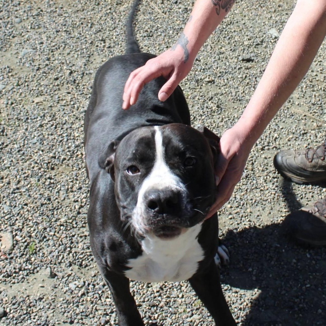 Enlarge Wrench, a ADOPTABLE mixed breed in Weaverville, CA image 5/5