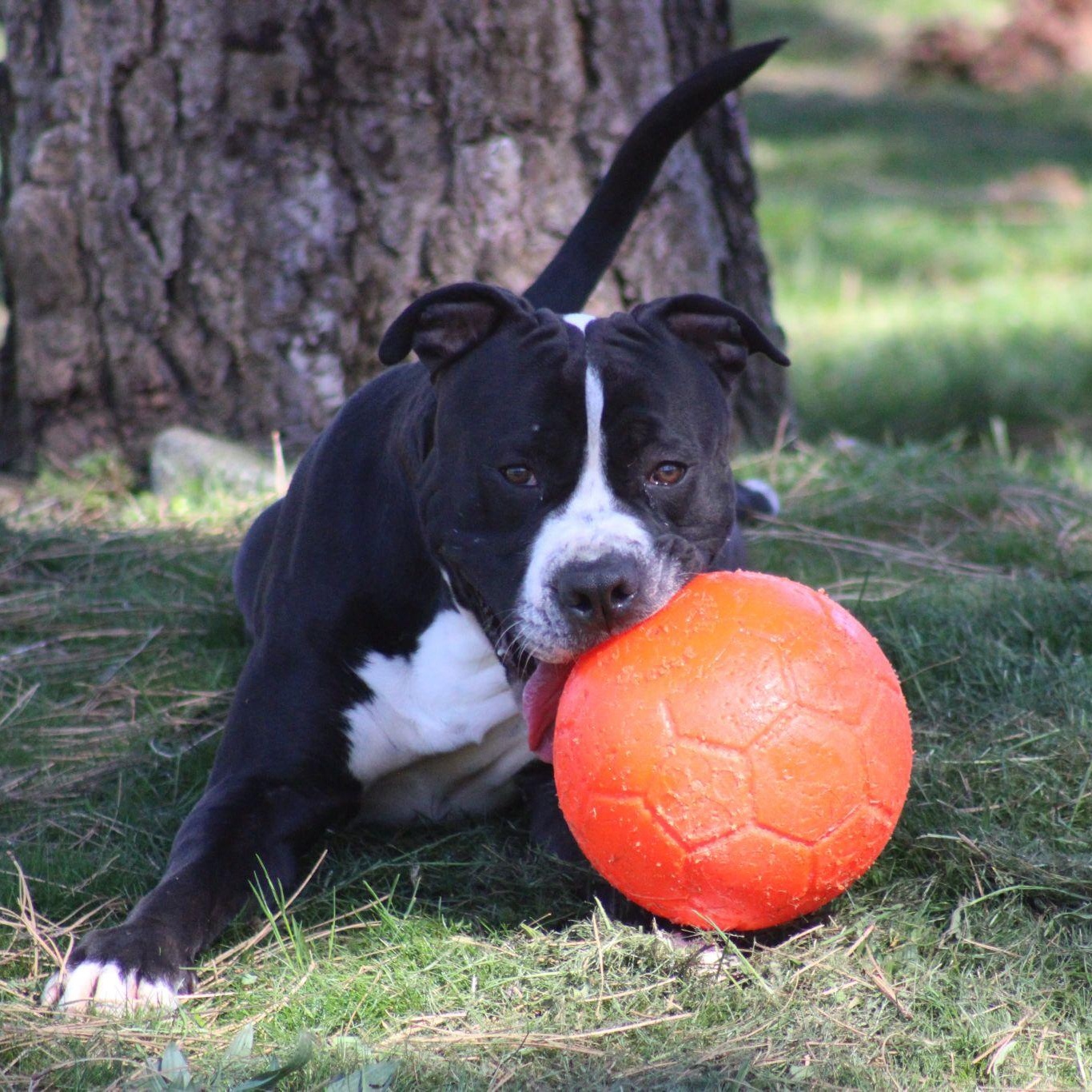 Enlarge Wrench, a ADOPTABLE mixed breed in Weaverville, CA image 3/5