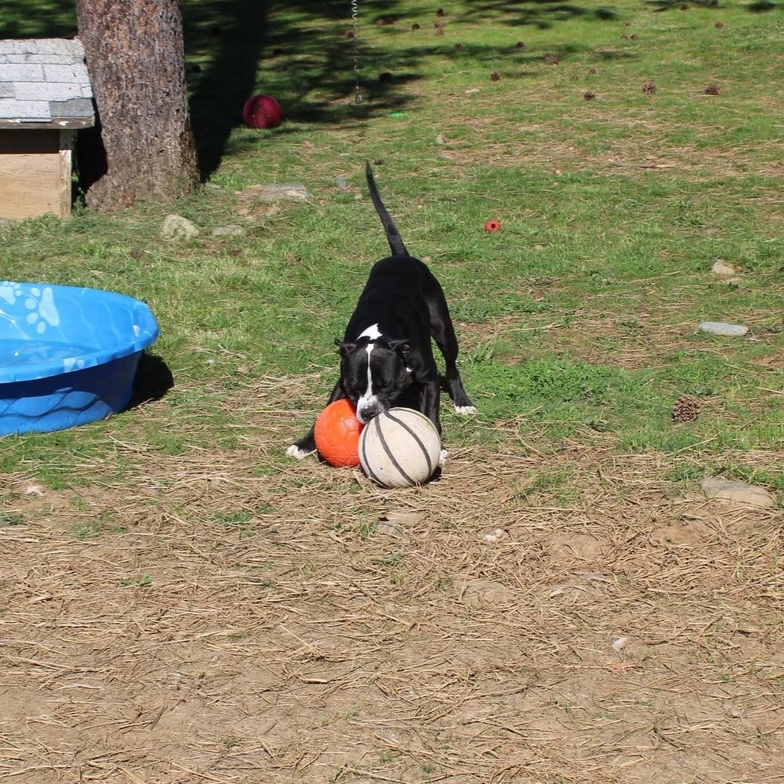 Enlarge Wrench, a ADOPTABLE mixed breed in Weaverville, CA image 2/5