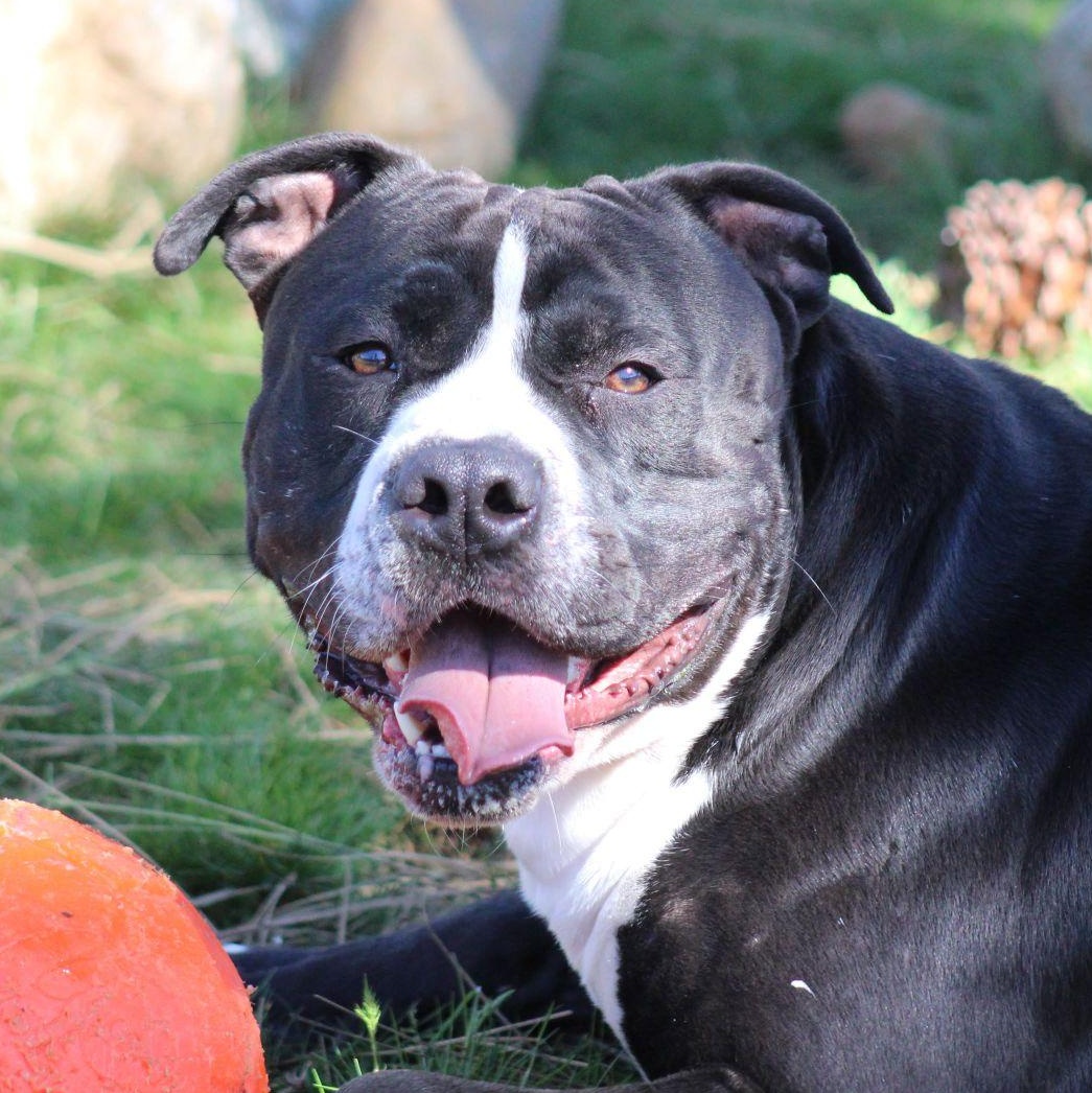 Wrench, ADOPTABLE, Young Male American Staffordshire Terrier.