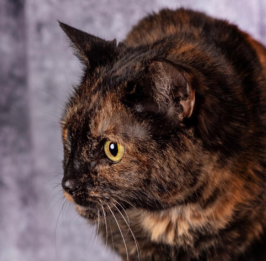Mabel, a Adoptable Domestic Short Hair in Ocala, FL image 1/2