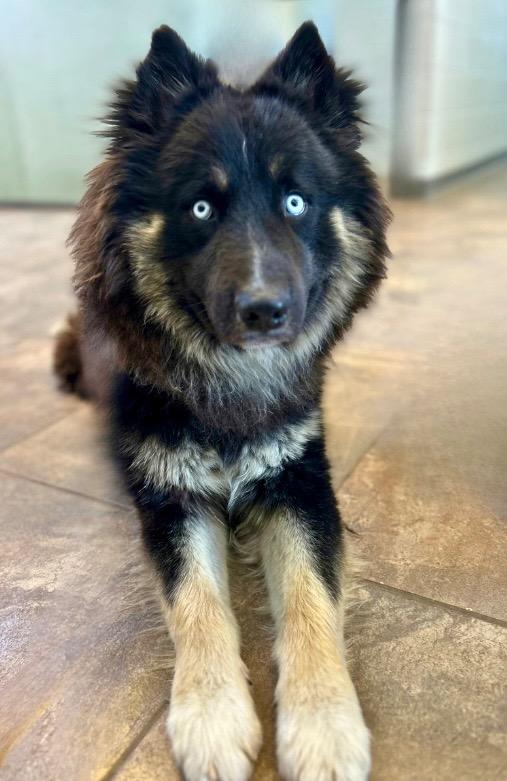 Luka, Adoptable, Young Male Australian Shepherd & Husky.