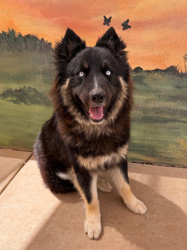 Enlarge Luka, a Adoptable mixed breed in Cottonwood, AZ image 2/3