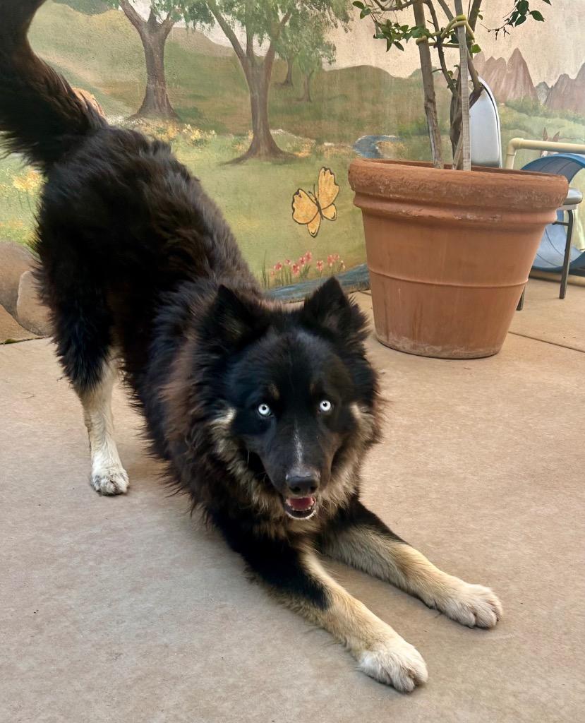 Enlarge Luka, a Adoptable mixed breed in Cottonwood, AZ image 3/3