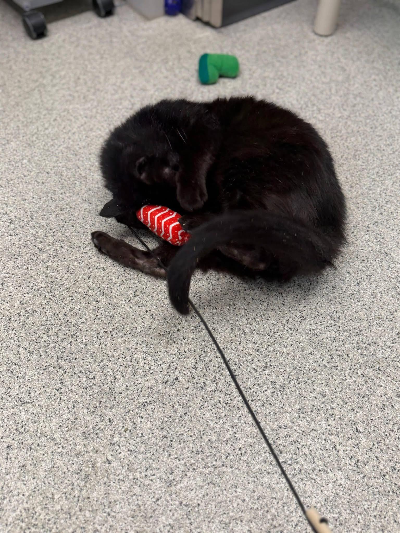 Enlarge Silas, a ADOPTABLE Domestic Short Hair in Charlestown, RI image 2/3