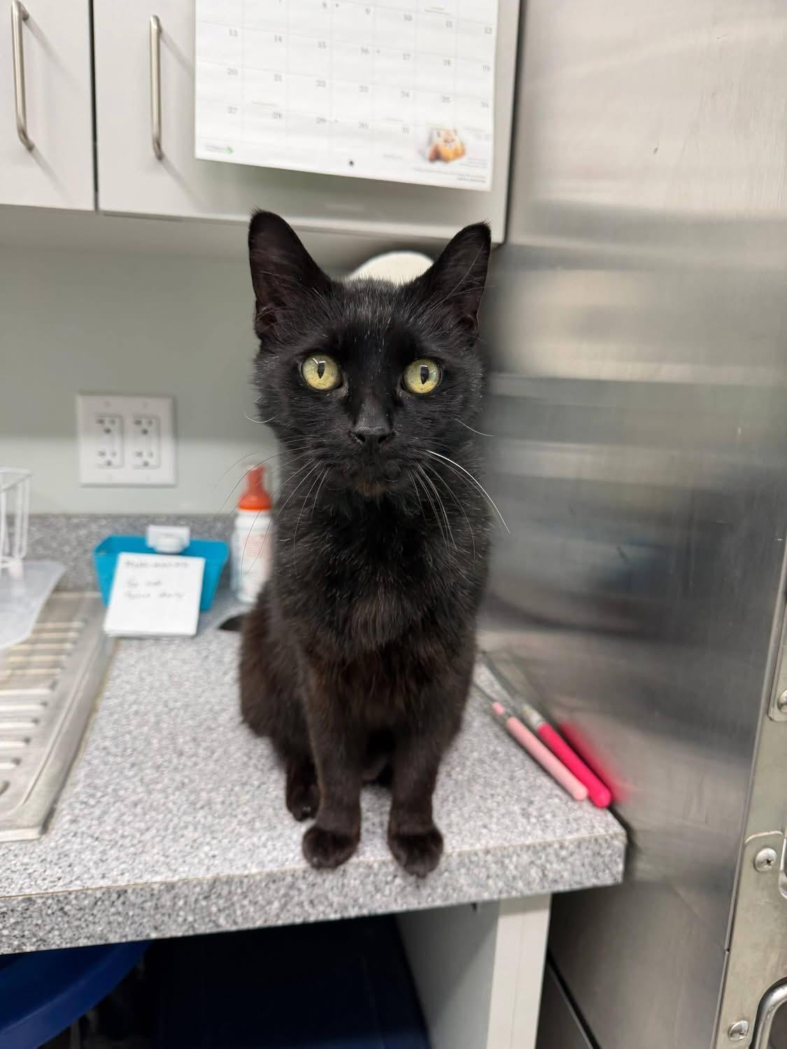 Enlarge Silas, a ADOPTABLE Domestic Short Hair in Charlestown, RI image 1/3