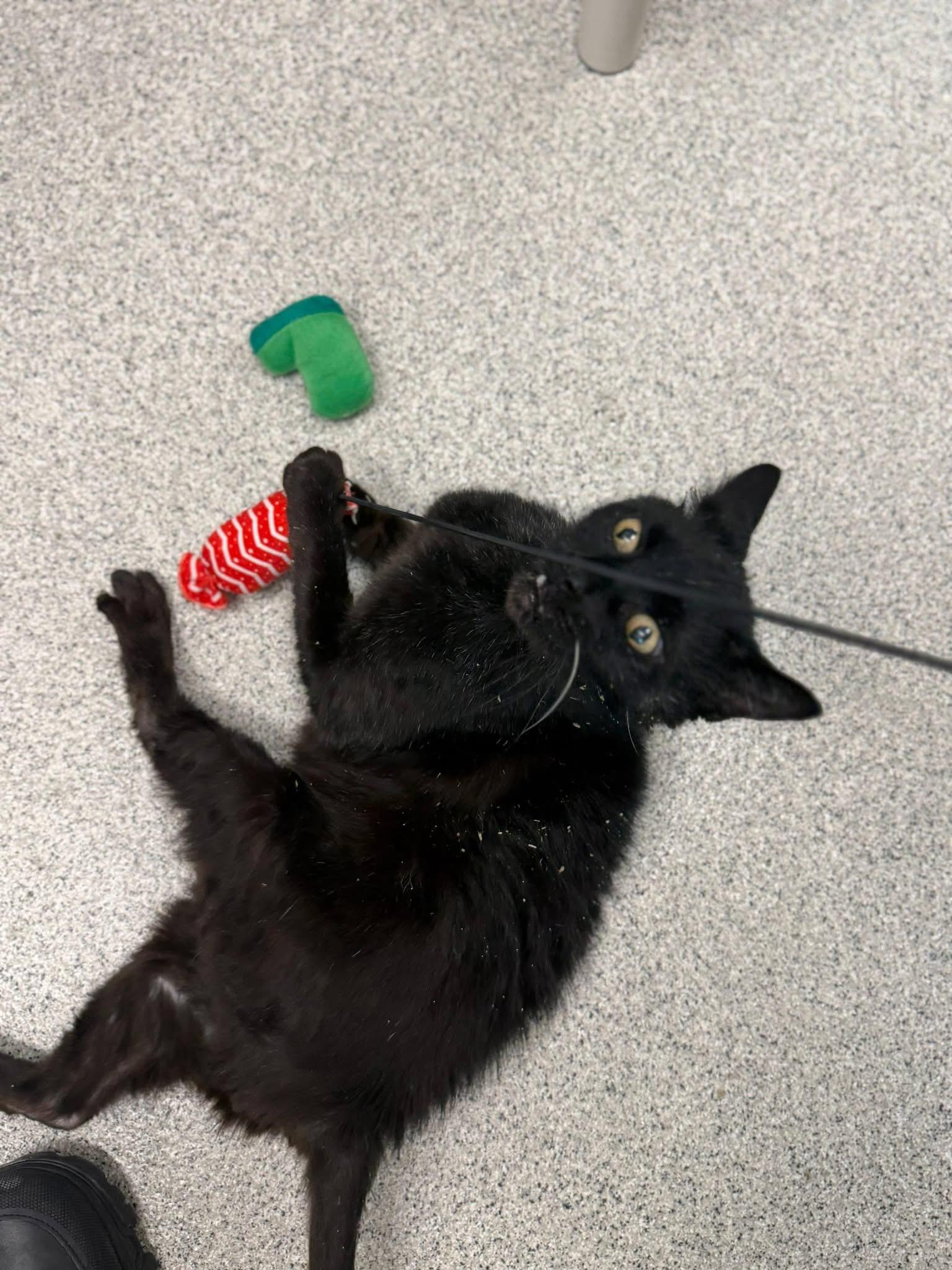 Enlarge Silas, a ADOPTABLE Domestic Short Hair in Charlestown, RI image 3/3