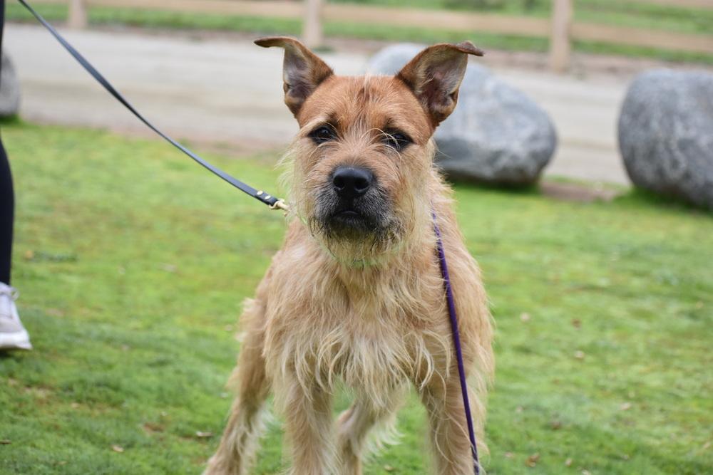 Prickly Pete, Adoptable, Adult Male Terrier.