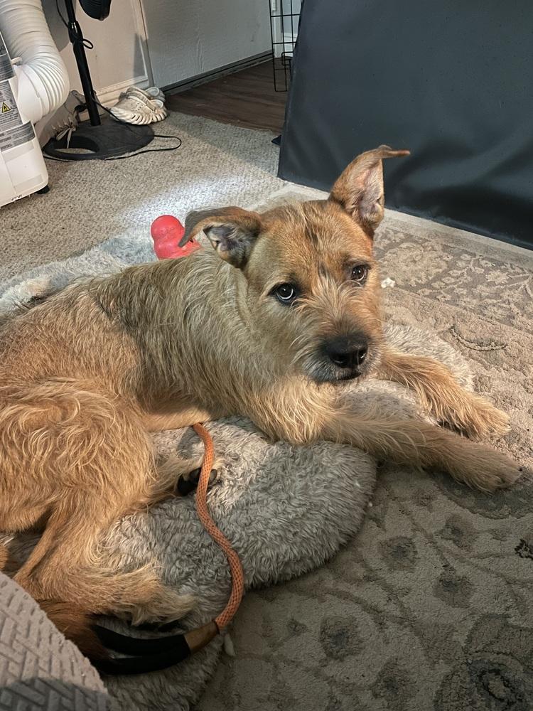 Prickly Pete, Adoptable, Adult Male Terrier.