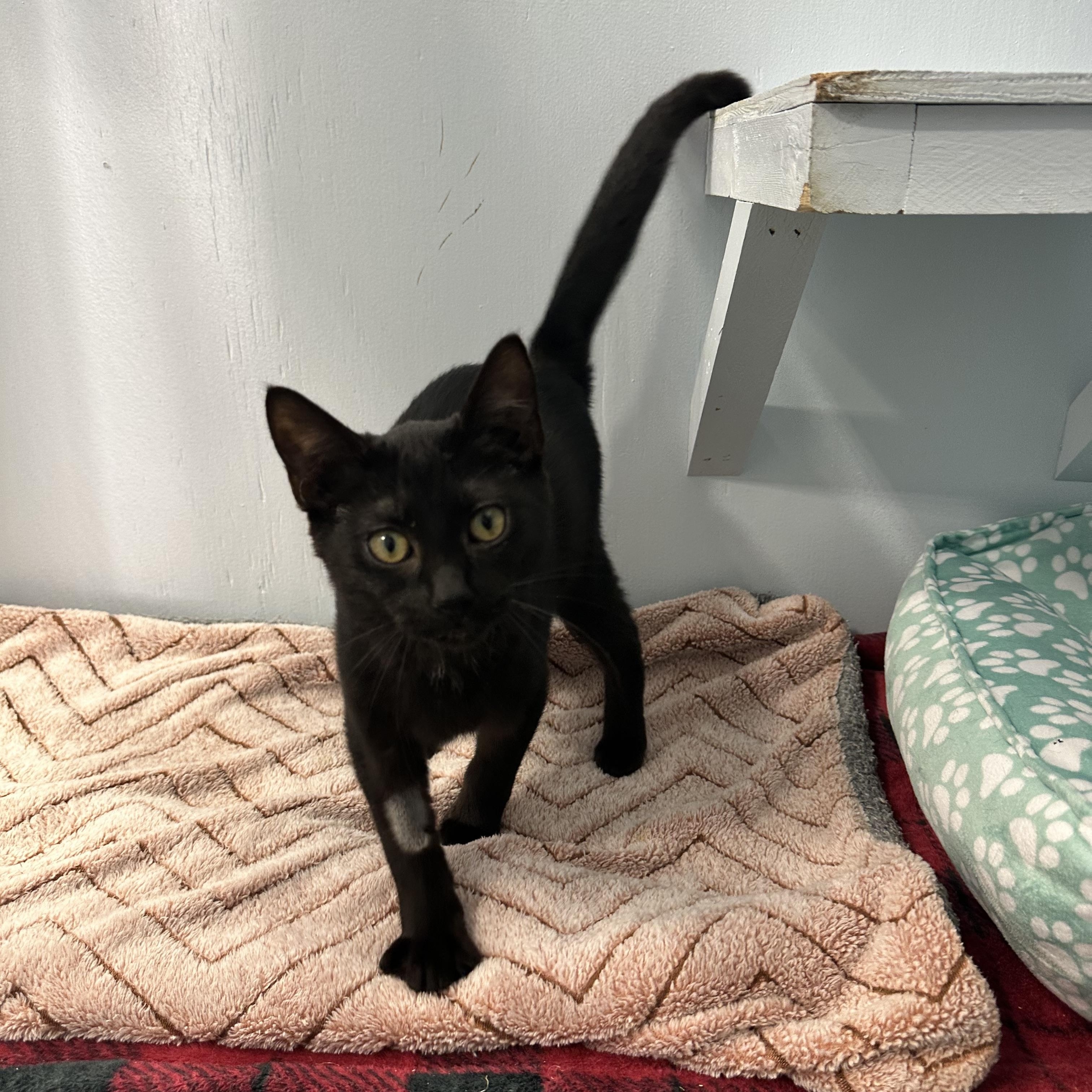 Taz, adopted, Kitten Female Domestic Short Hair.