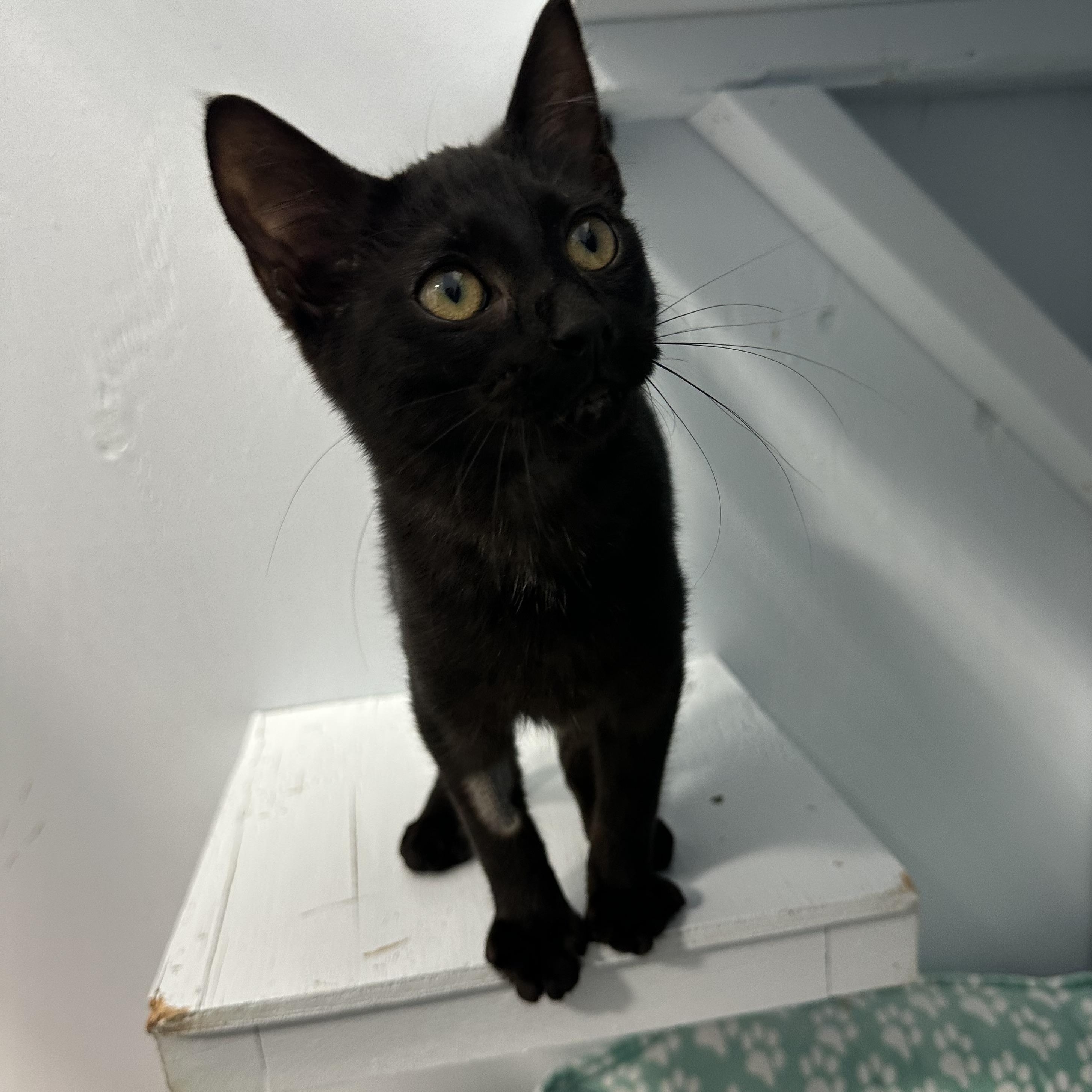 Enlarge Taz, an adopted Domestic Short Hair in Mission, BC image 3/3