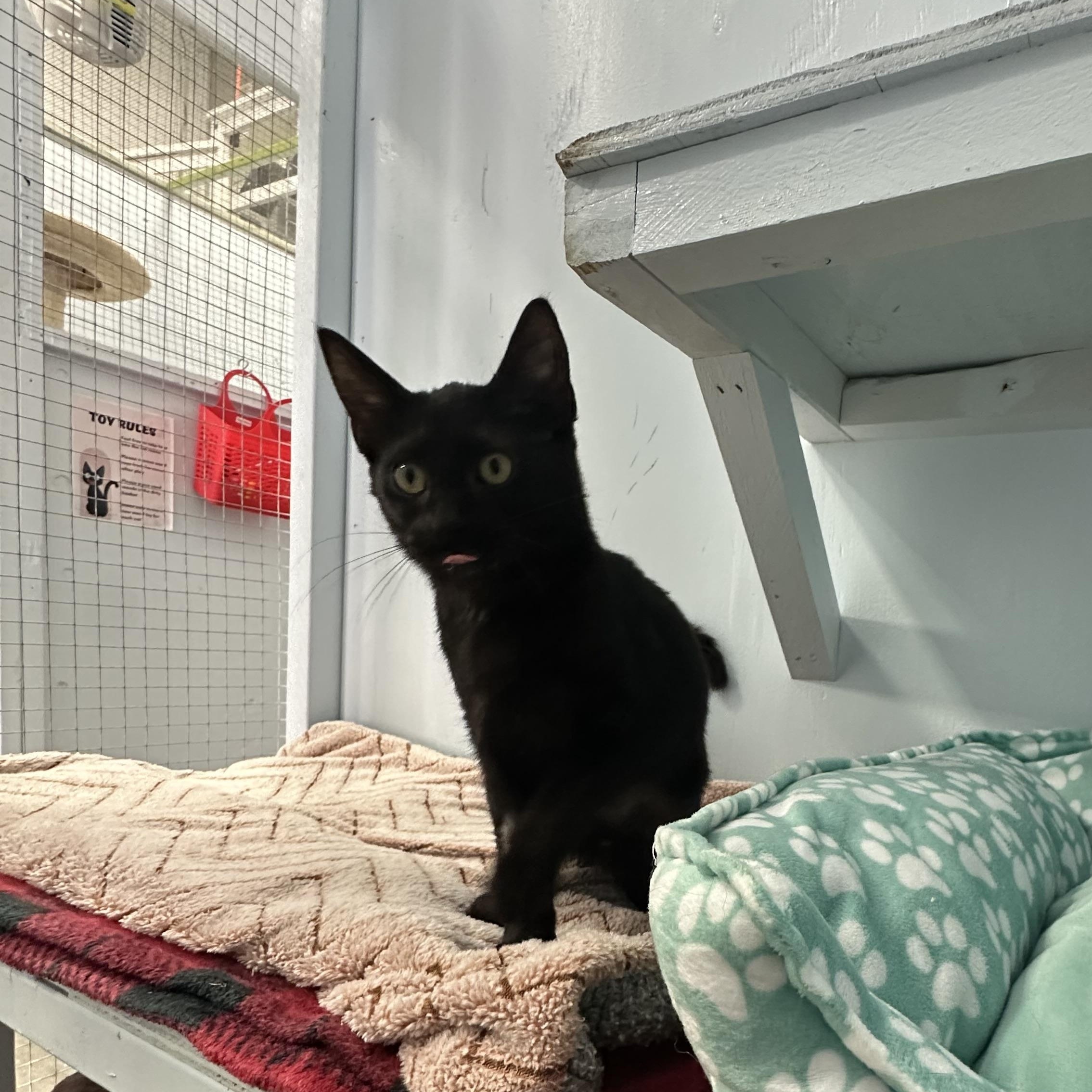 Enlarge Taz, an adopted Domestic Short Hair in Mission, BC image 2/3