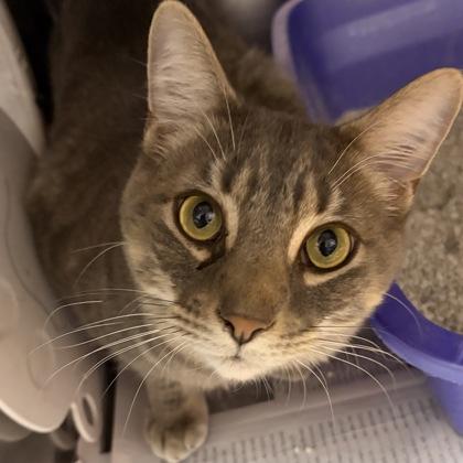 Winston, adopted, Young Male Domestic Medium Hair.