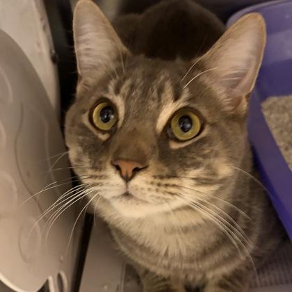 Winston, an adopted Domestic Medium Hair in North Myrtle Beach, SC image 3/3