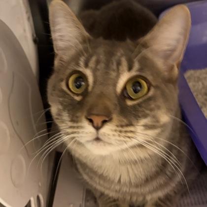 Winston, an adopted Domestic Medium Hair in North Myrtle Beach, SC image 2/3