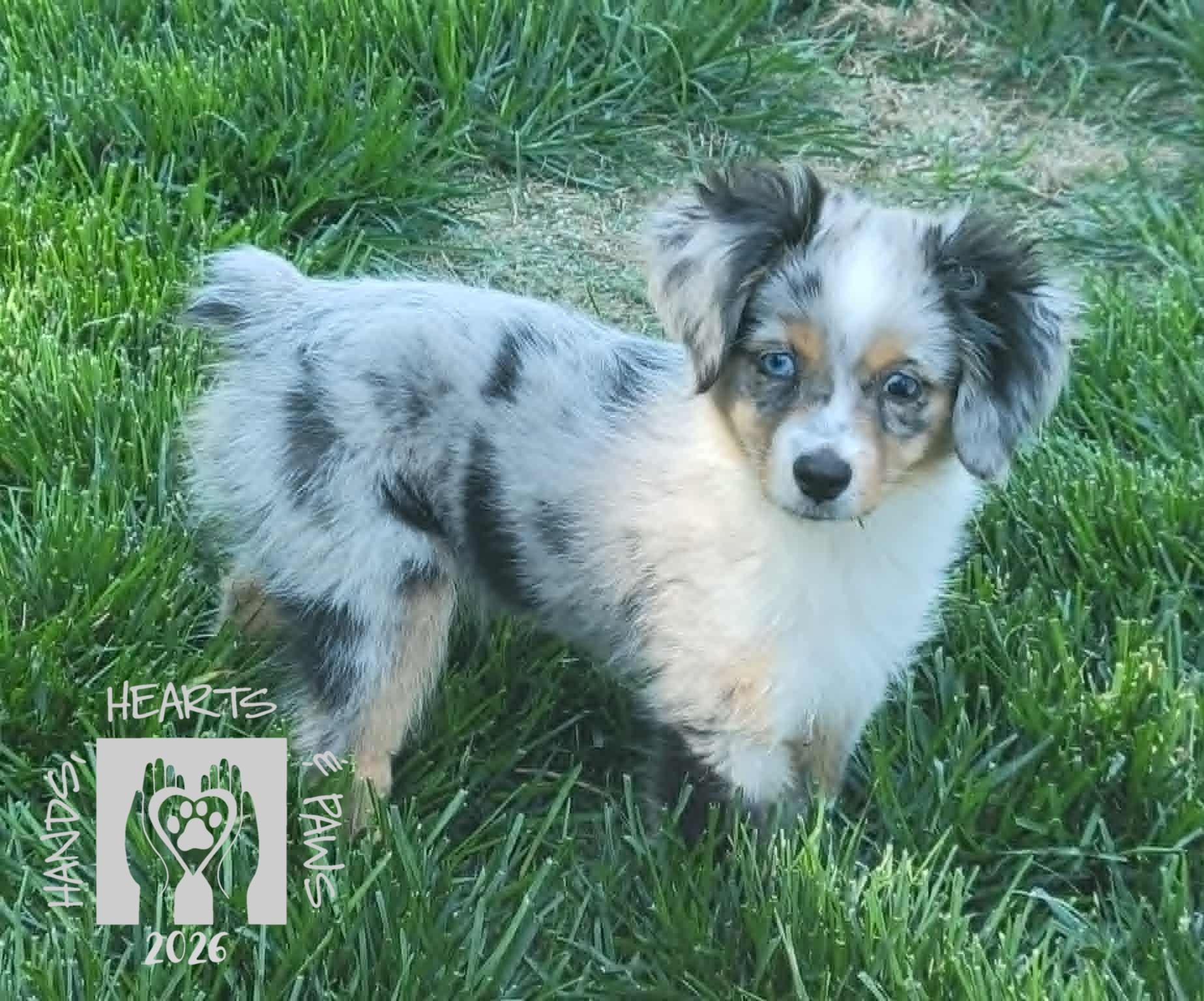 Hopscotch-MEDICAL HOLD, ADOPTABLE, Puppy Female Australian Shepherd.
