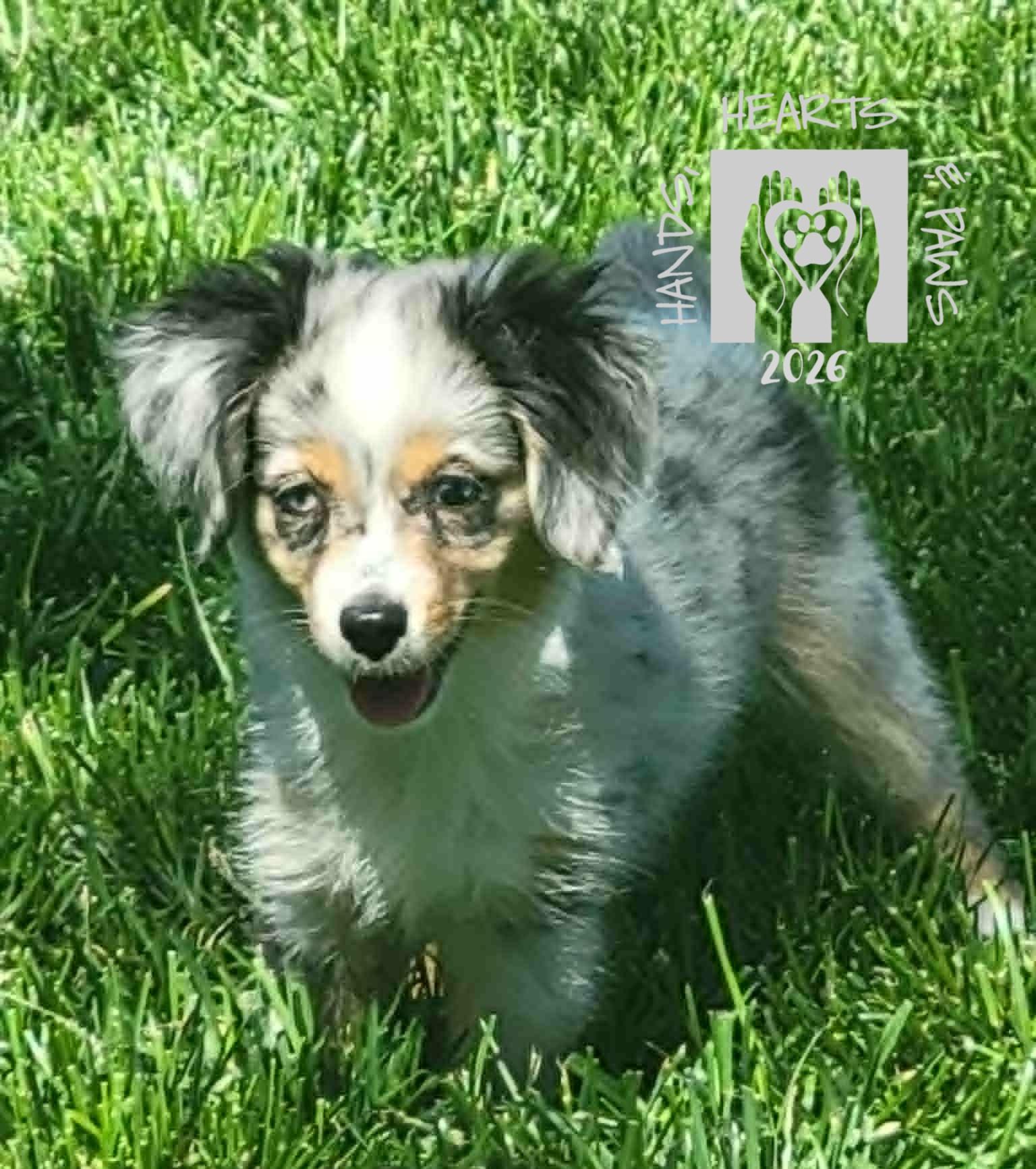 Enlarge Hopscotch-MEDICAL HOLD, a ADOPTABLE Australian Shepherd in Omaha, NE image 3/3