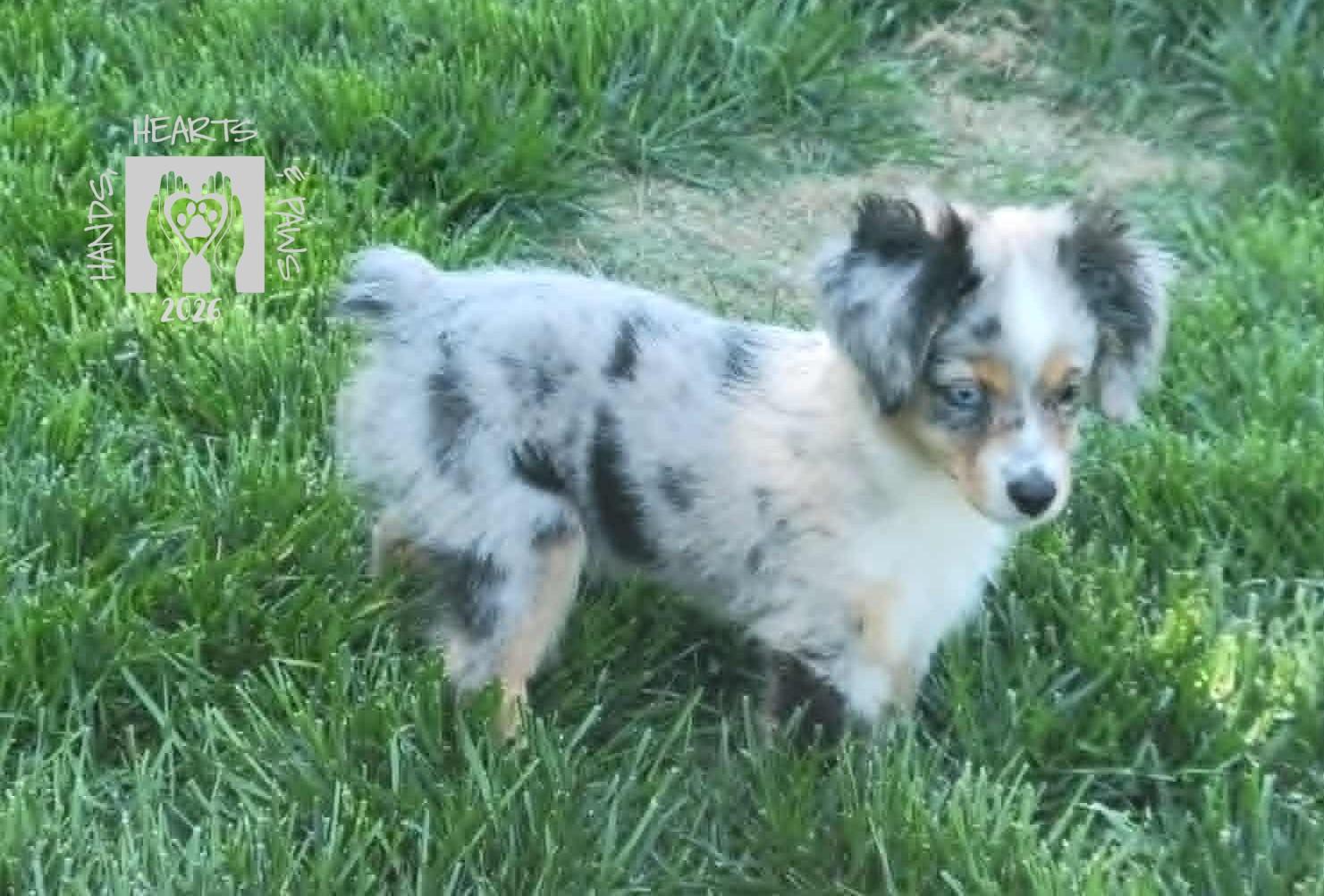Enlarge Hopscotch-MEDICAL HOLD, a ADOPTABLE Australian Shepherd in Omaha, NE image 2/3