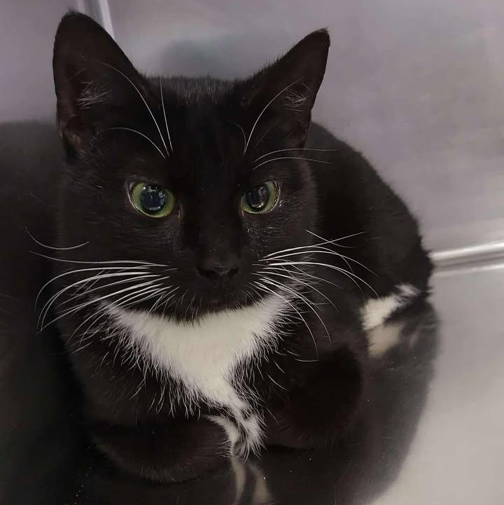 Octagon, ADOPTABLE, Adult Female Domestic Long Hair.