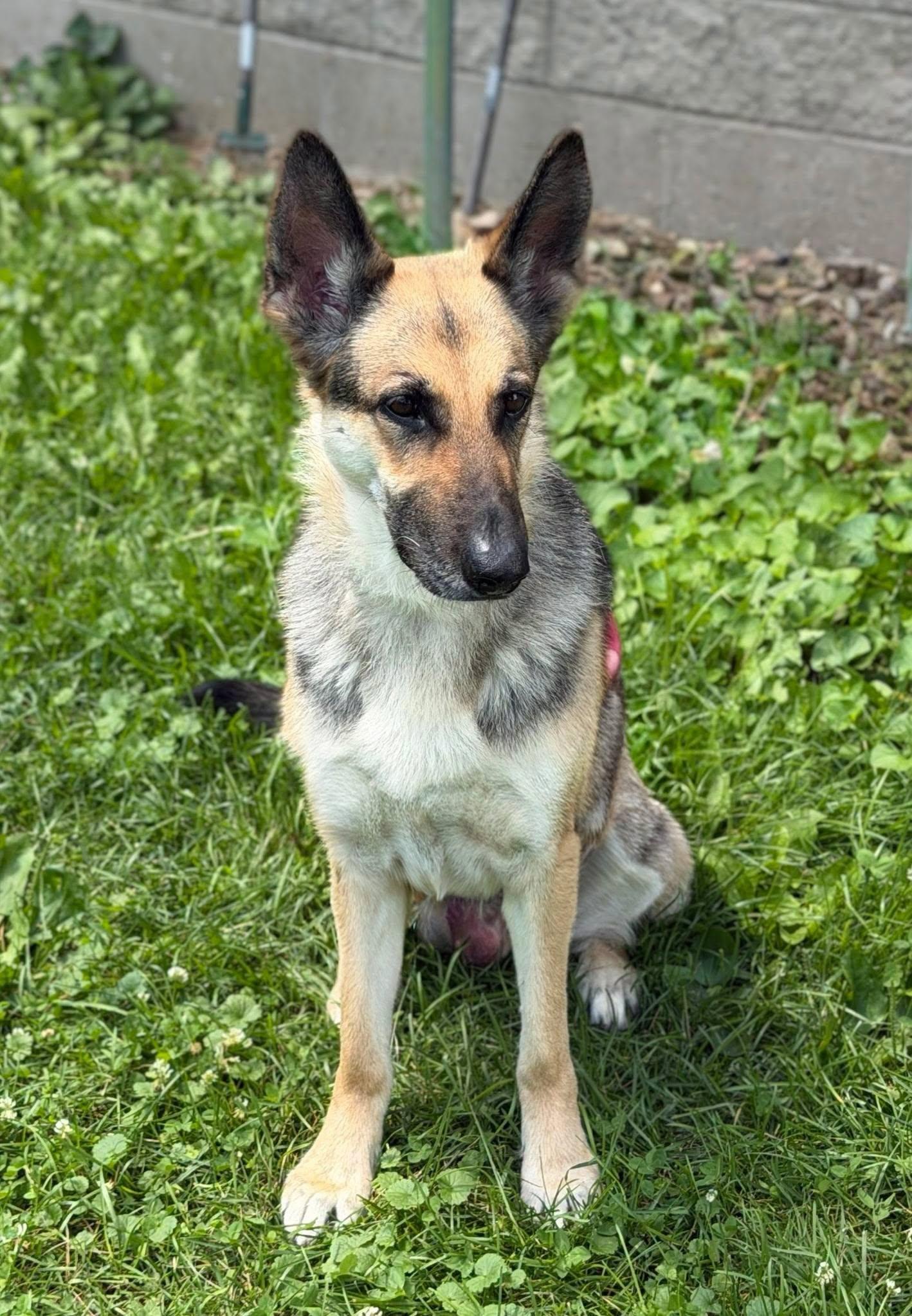 Pepper, adopted, Adult Female German Shepherd Dog.
