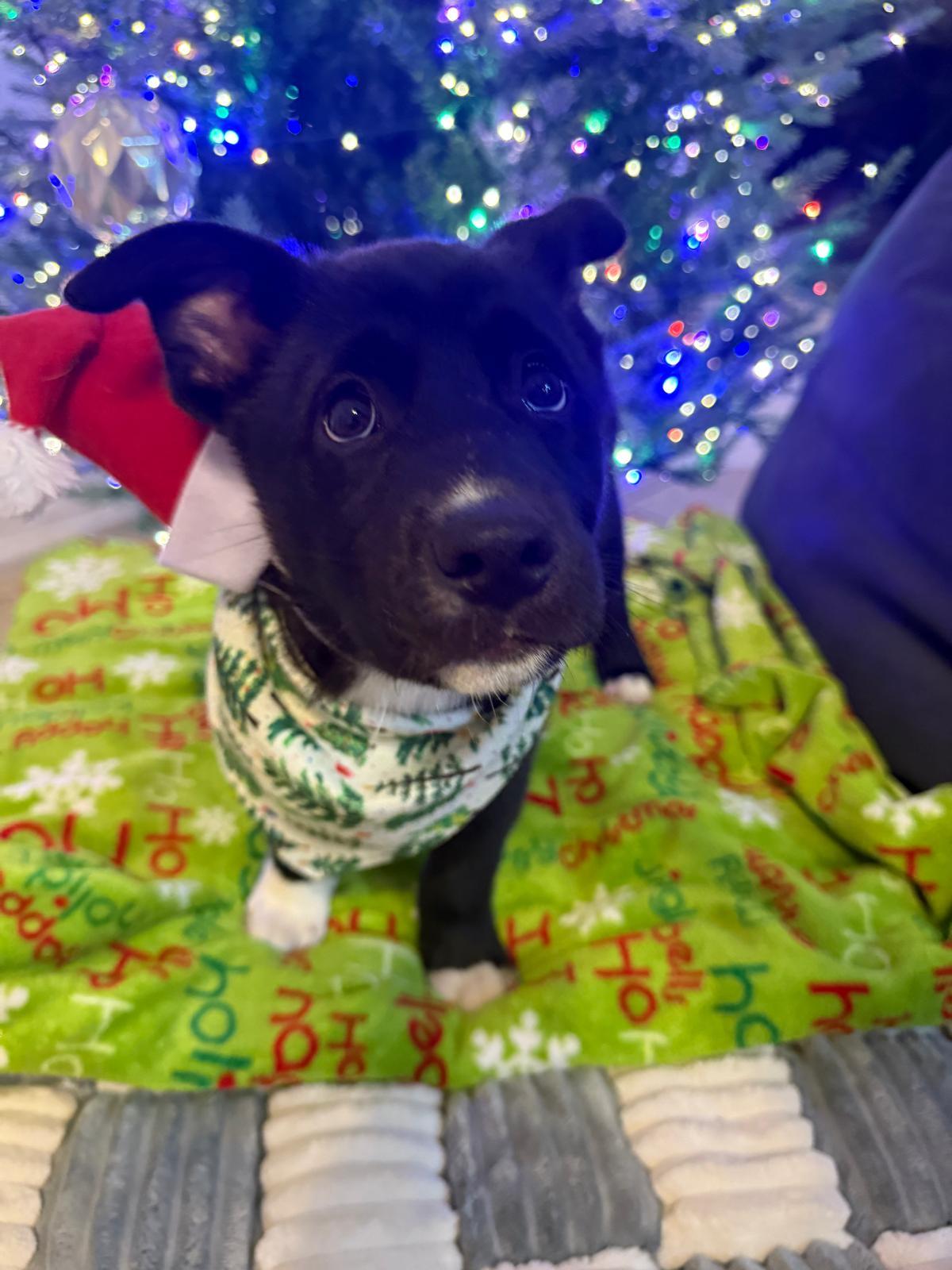 Enlarge Socks, a Adoptable mixed breed in Yonkers, NY image 1/6