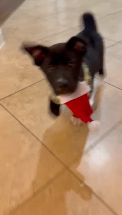 Enlarge Socks, a Adoptable mixed breed in Yonkers, NY video 6/6