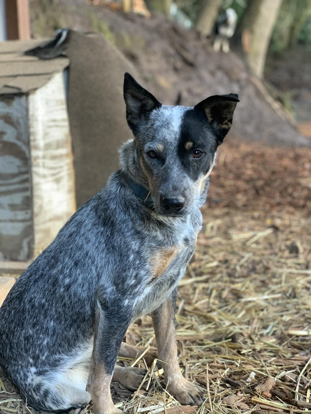 Enlarge Frank, a Adoptable Australian Cattle Dog / Blue Heeler in Paso Robles, CA image 1/3