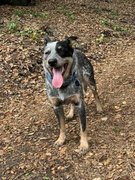 Enlarge Frank, a Adoptable Australian Cattle Dog / Blue Heeler in Paso Robles, CA image 2/3