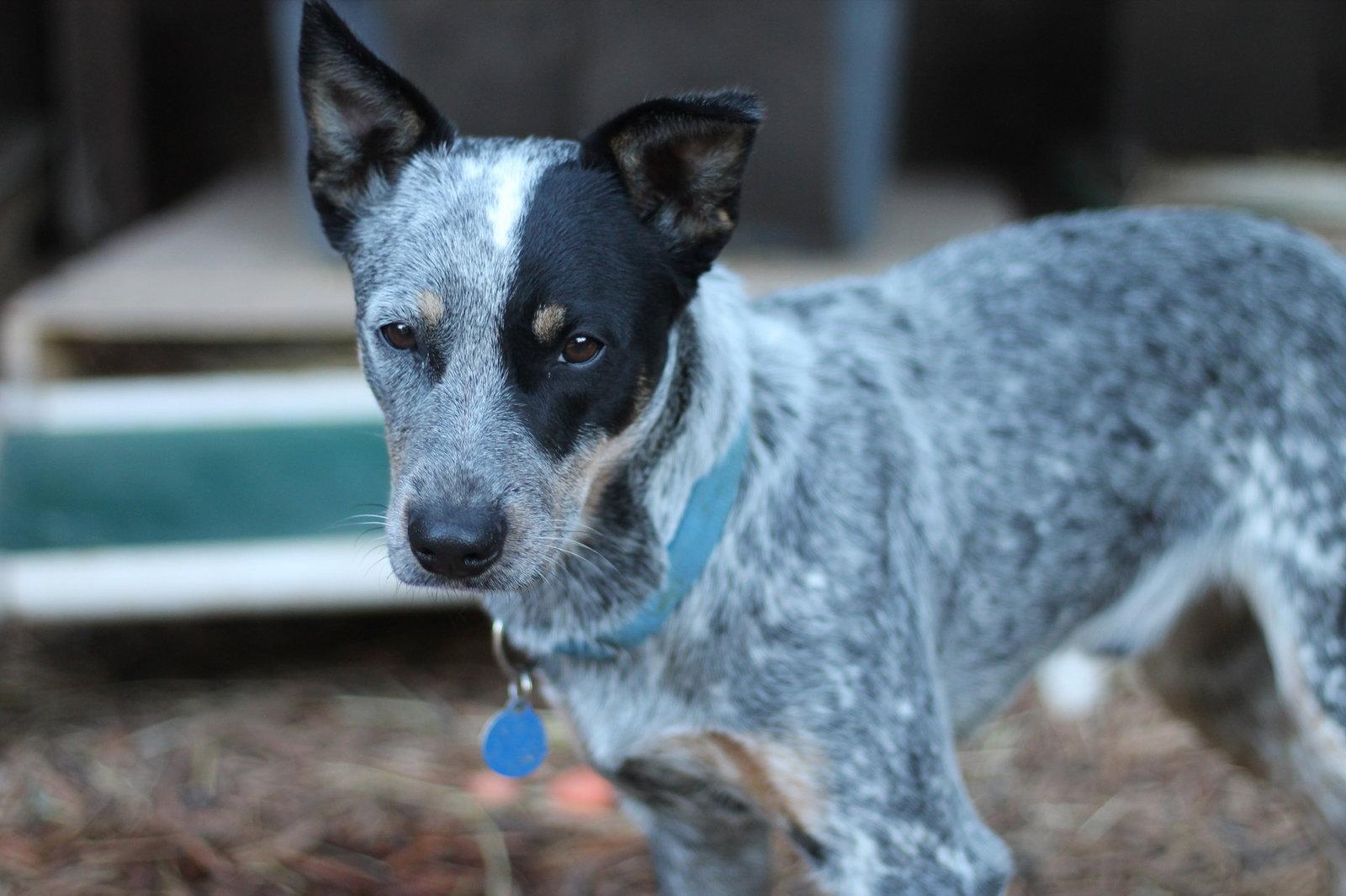 Enlarge Frank, a Adoptable Australian Cattle Dog / Blue Heeler in Paso Robles, CA image 3/3