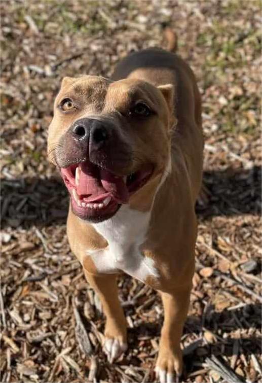 Enlarge Hazel, a Adoptable American Staffordshire Terrier image 2/6