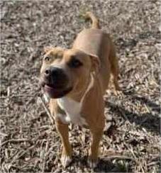 Enlarge Hazel, a Adoptable American Staffordshire Terrier image 4/6