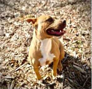Enlarge Hazel, a Adoptable American Staffordshire Terrier image 3/6