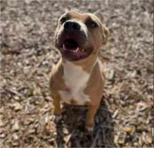 Enlarge Hazel, a Adoptable American Staffordshire Terrier image 5/6