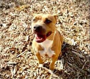 Enlarge Hazel, a Adoptable American Staffordshire Terrier image 6/6