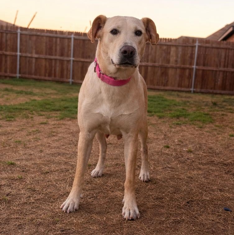 Jessie — thumbnail 2