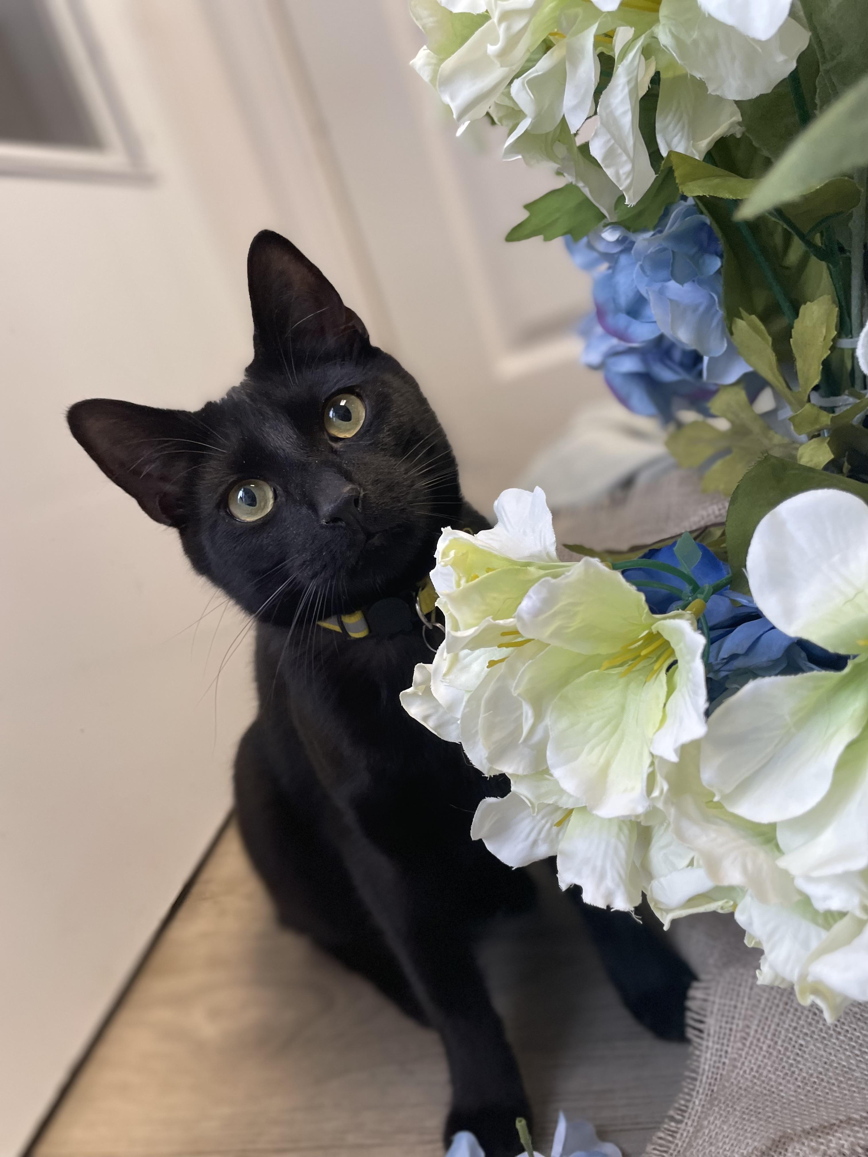 Odie, Baby Male Domestic Short Hair