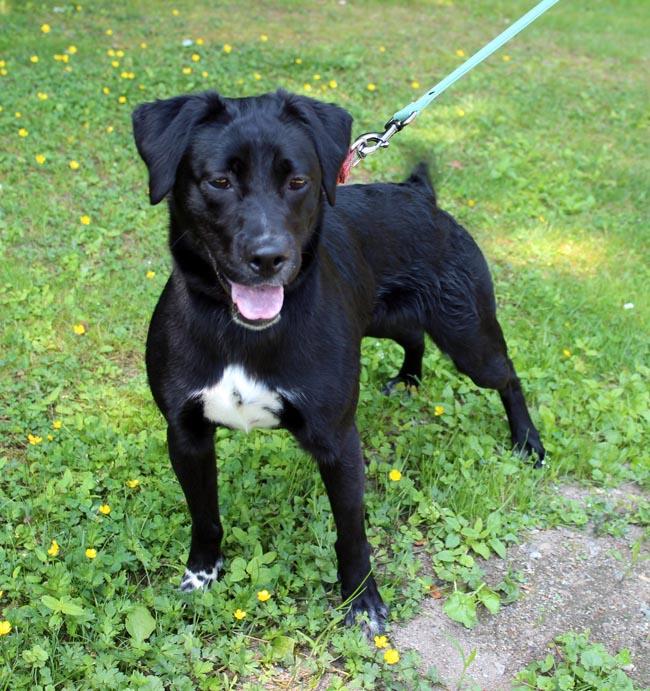 Chance, Adoptable, Adult Male Labrador Retriever.