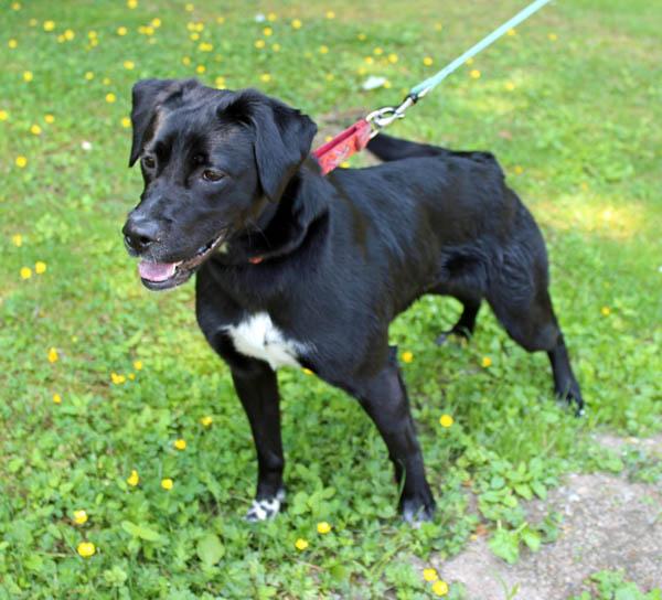 Enlarge Chance, a Adoptable mixed breed in Mansfield, MA image 2/2