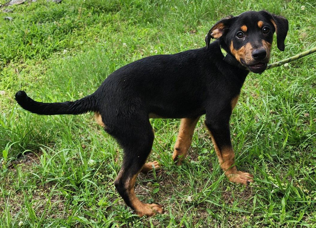 260600 Prince Charming, a Adoptable mixed breed in Wetumpka, AL image 1/3