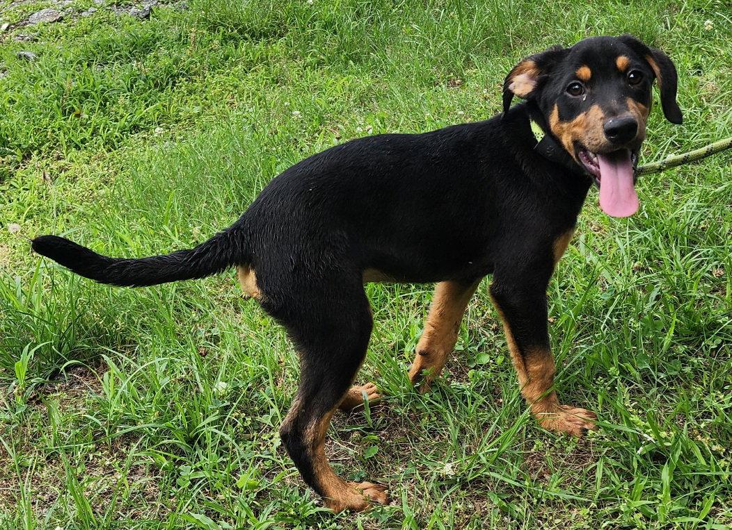 260600 Prince Charming, a Adoptable mixed breed in Wetumpka, AL image 2/3