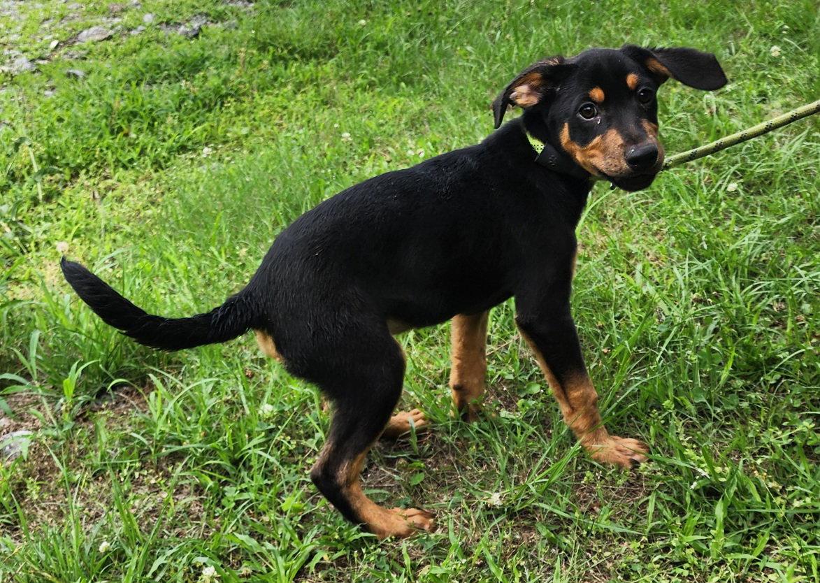 260600 Prince Charming, a Adoptable mixed breed in Wetumpka, AL image 3/3