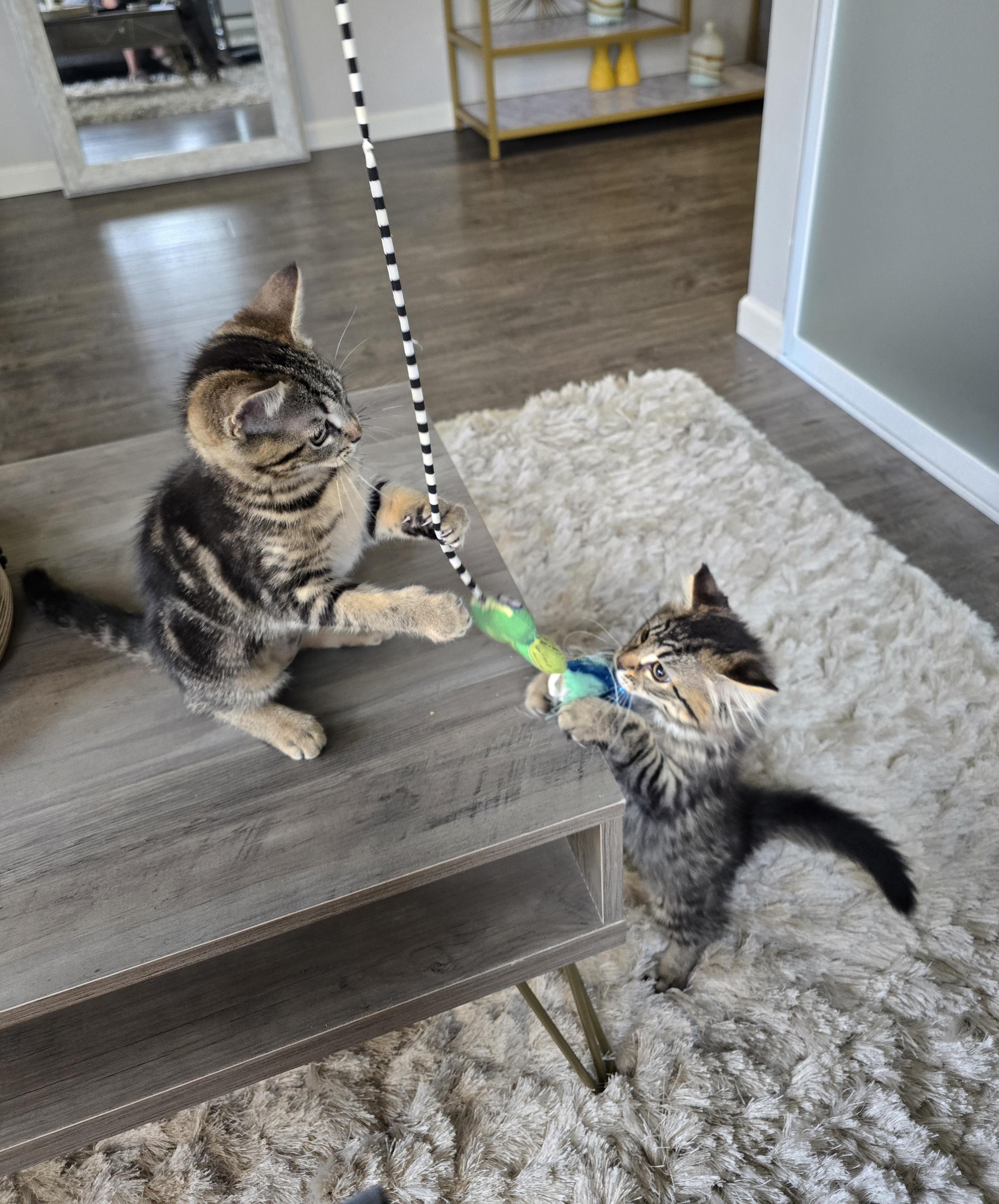 Shakira, an adopted Tabby in Maple Valley, WA image 4/5