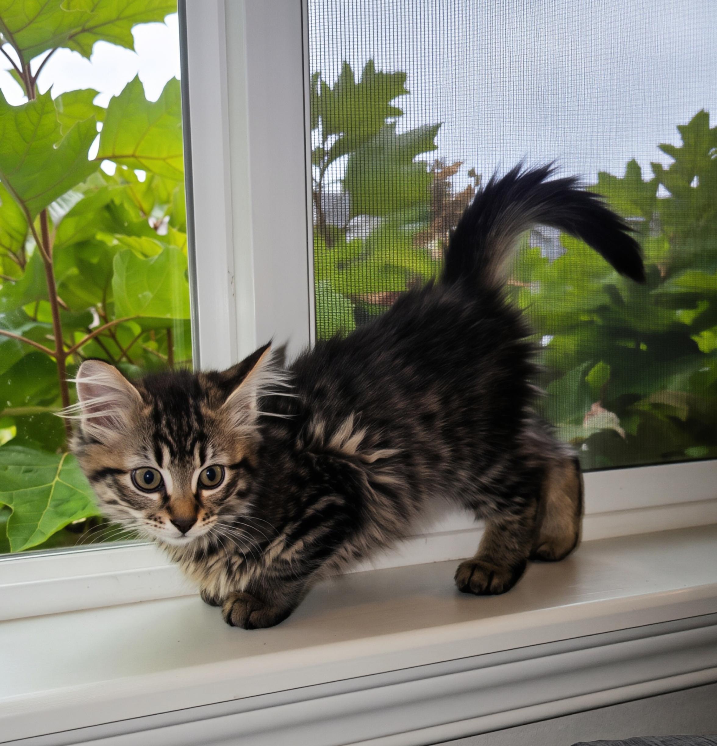 Shakira, an adopted Tabby in Maple Valley, WA image 1/5
