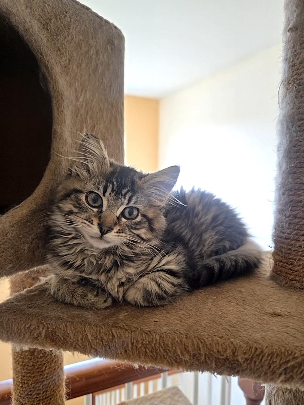 Shakira, an adopted Tabby in Maple Valley, WA image 2/5