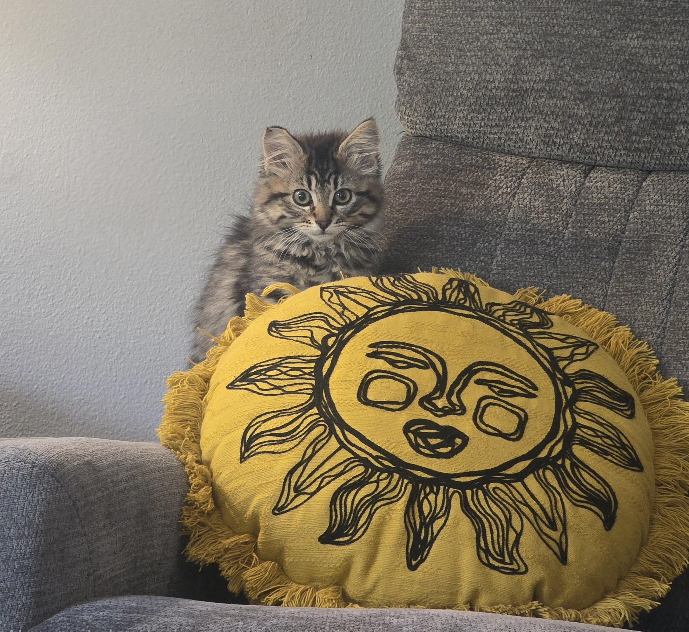 Shakira, an adopted Tabby in Maple Valley, WA image 5/5