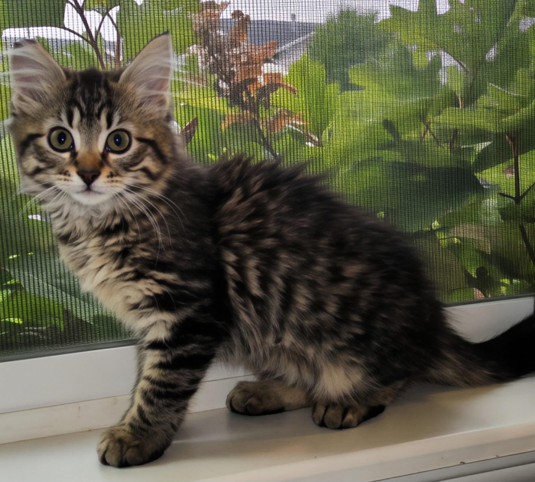 Shakira, an adopted Tabby in Maple Valley, WA image 3/5