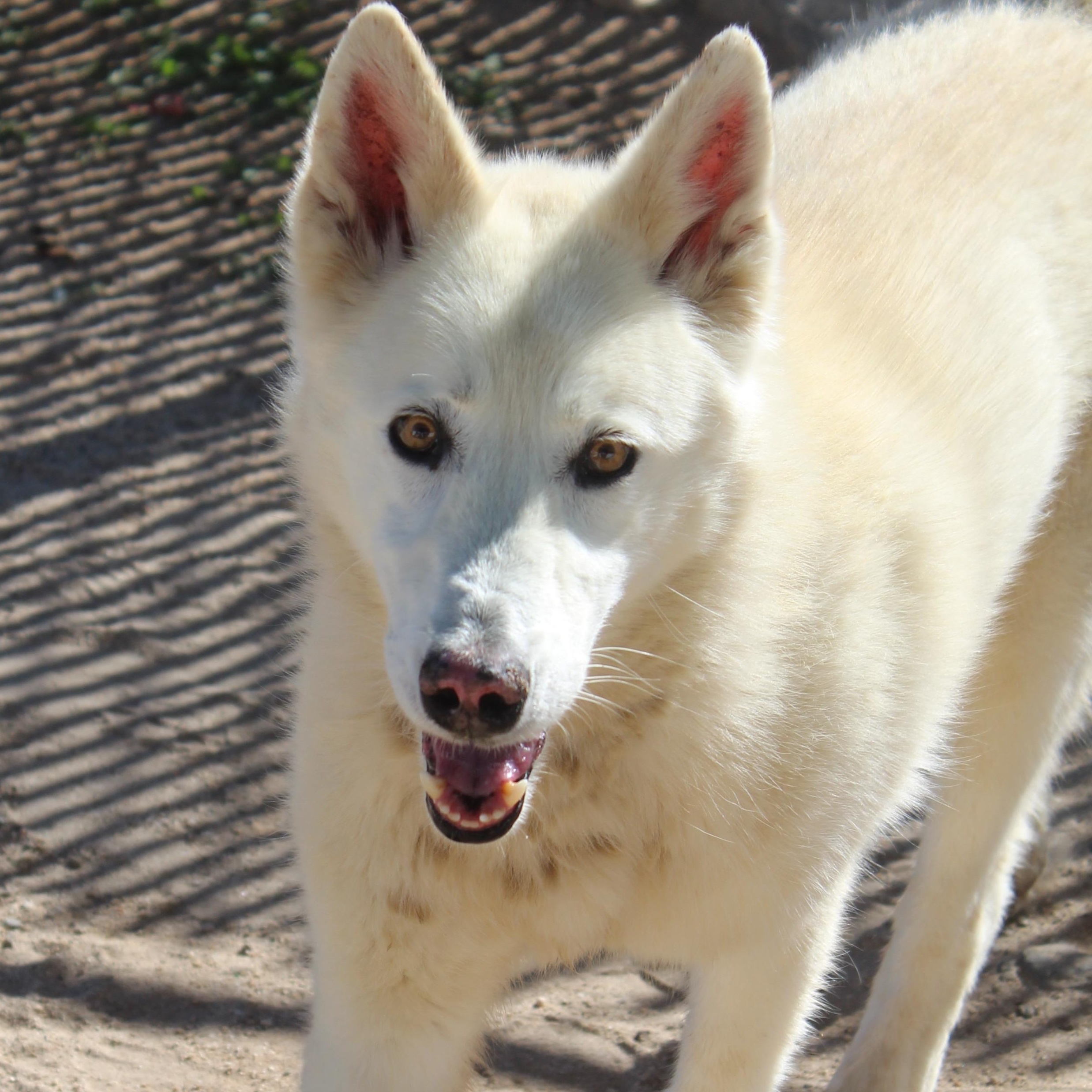 Vladimir, Adoptable, Adult Male Husky.