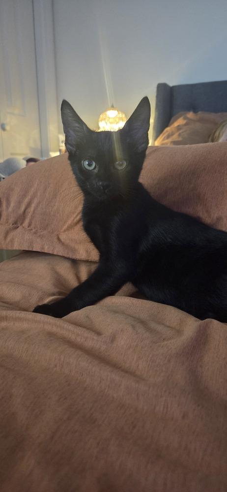 Enlarge Redwood, a Adoptable mixed breed in Duxbury, MA image 1/4