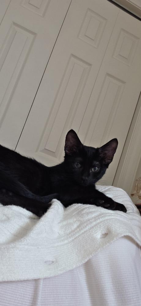 Enlarge Redwood, a Adoptable mixed breed in Duxbury, MA image 4/4